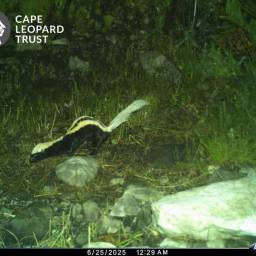 African striped weasel